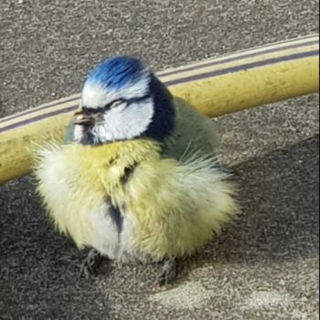 bolzittende zieke pimpelmees