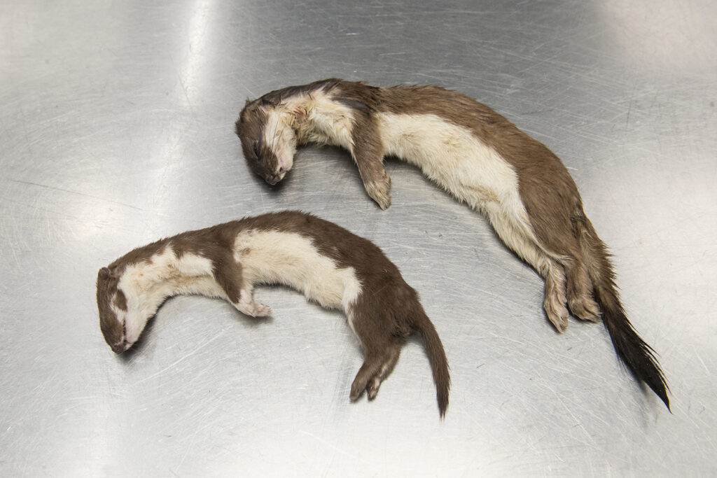 Resultaten speerpuntdieren 2017: wezel en hermelijn