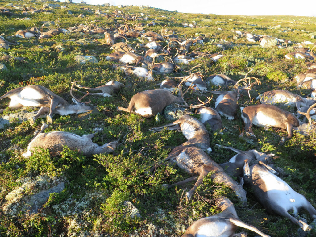 Ruim 300 rendieren dood door bliksem