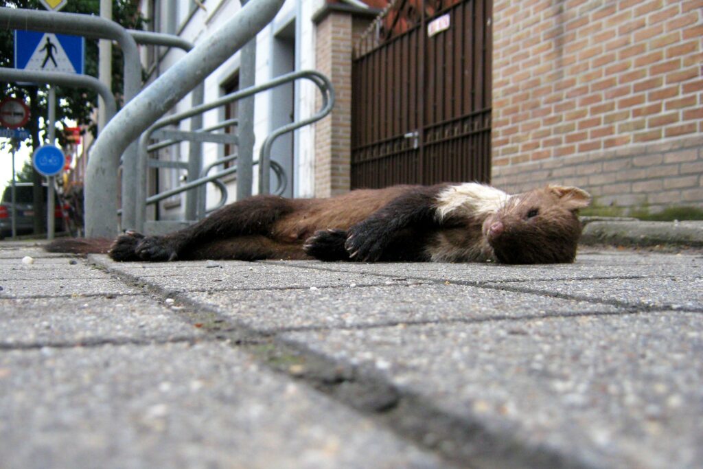 Toxoplasma bij een steenmarter
