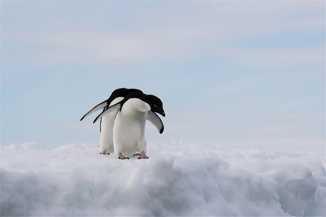 Massale sterfte adéliepinguïns Antarctica