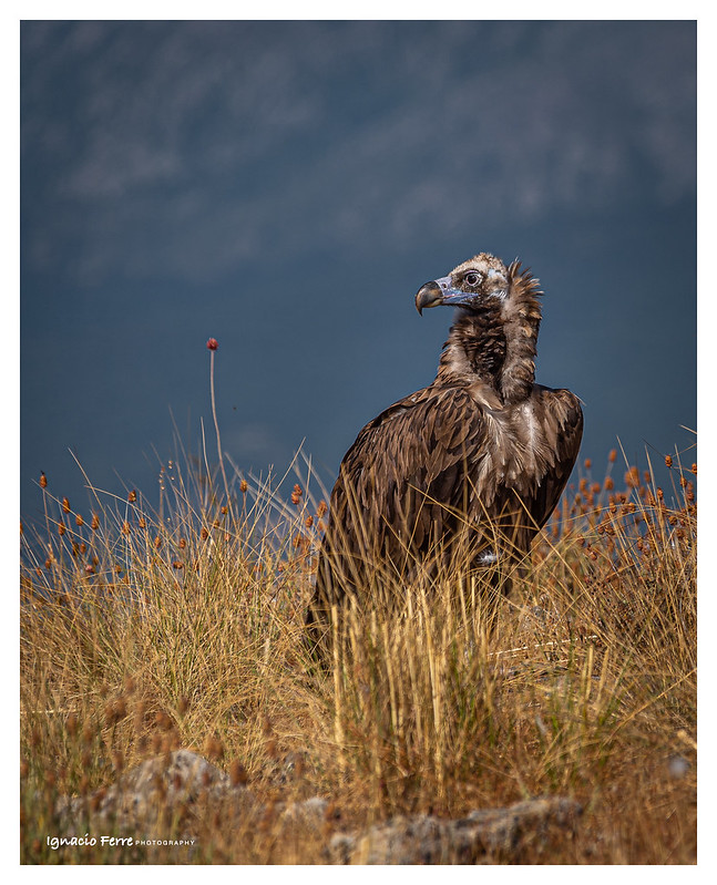 Dode monniksgier (Aegypius monachus) door diclofenac in Spanje