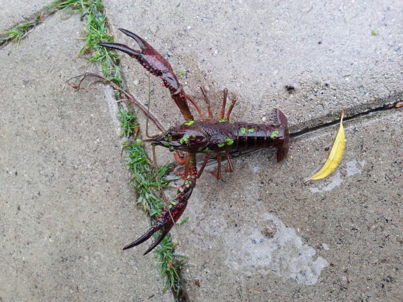 Mensen met tularemie door rivierkreeft in Spanje