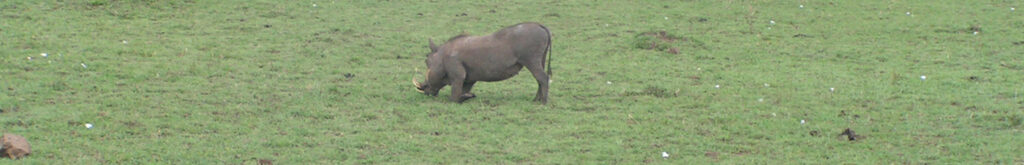 AVP nu ook in Servië en bij wild zwijn in Slowakije