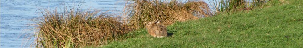 Hazen hebben nog andere ziekten dan hazenpest…