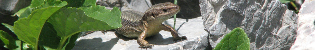 Live fast, love hard and die young: het nieuwe motto van de levendbarende hagedis?