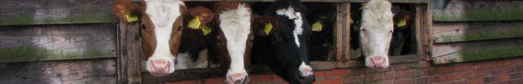 Vijfjarig jubileum Signaleringsoverleg Zoönosen