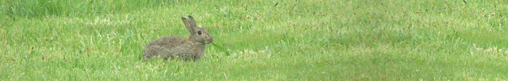 Nieuwe variant konijnenvirus ook bij wilde konijnen