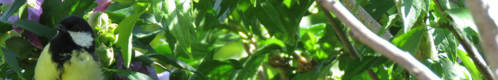 Duitsland: Westnijlvirus bij koolmezen