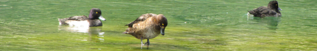 Vogelgriep Biddinghuizen: blijf alert