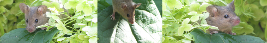 Resultaten CLM- onderzoek naar rodenticiden bij niet-doelsoorten