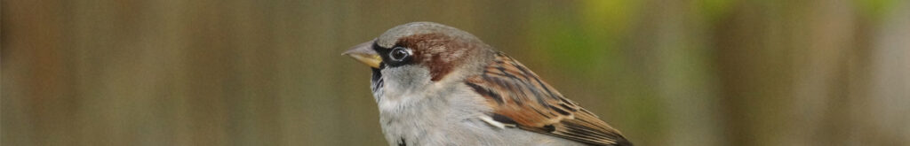 Salmonella bij mussen