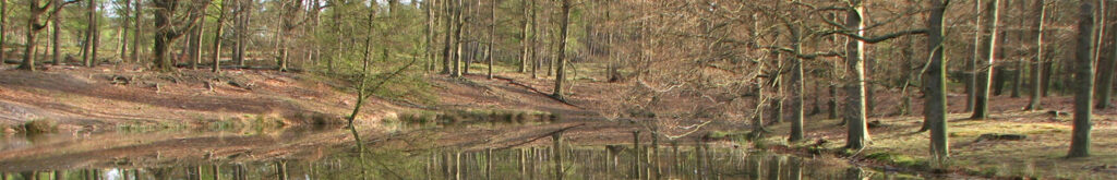 Tweede wasbeer met wasberenspoelworm (Baylisascaris procyonis)