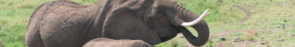 De OIE gaat richtlijnen opstellen voor de handel in wilde dieren