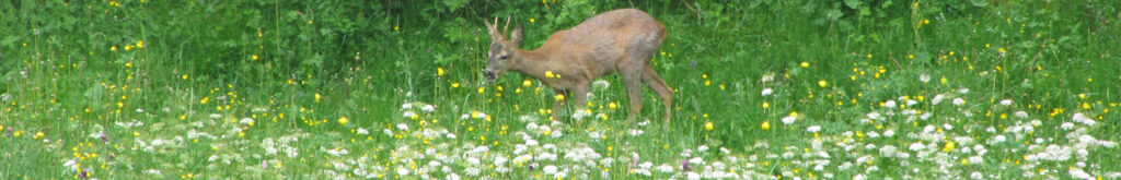 Ree met afwijkend gedrag door bacteriële hersenvliesontsteking