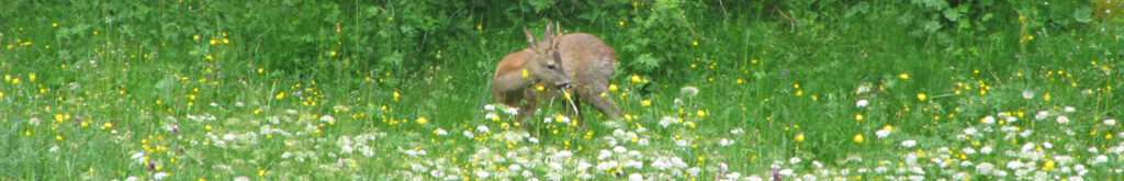 2010 – 2011: Retrospectief onderzoek Q-koorts bij reeën