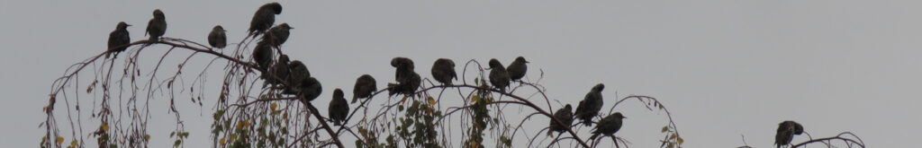 Massale spreeuwen sterfte: geen duidelijke oorzaak