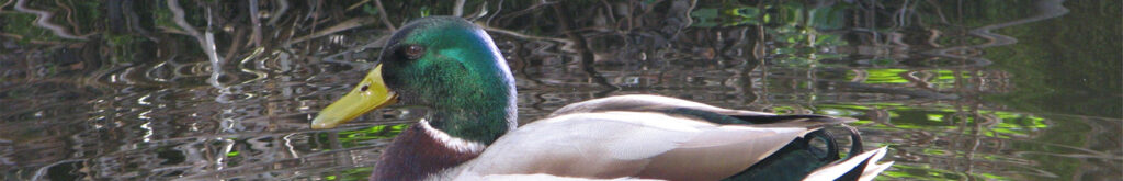 Vogelgriep in Oost-Europa – alertheid in Nederland!