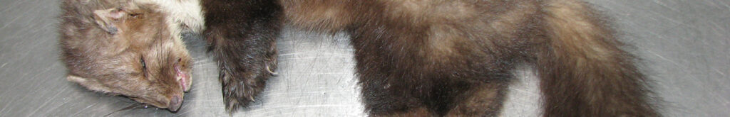 Steenmarter met hondenziekte