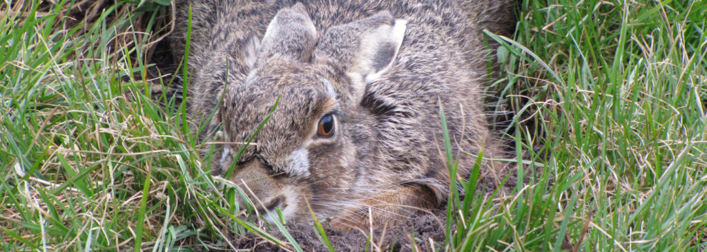 Verhoogde sterfte bij hazen door myxoma-achtige virusinfectie