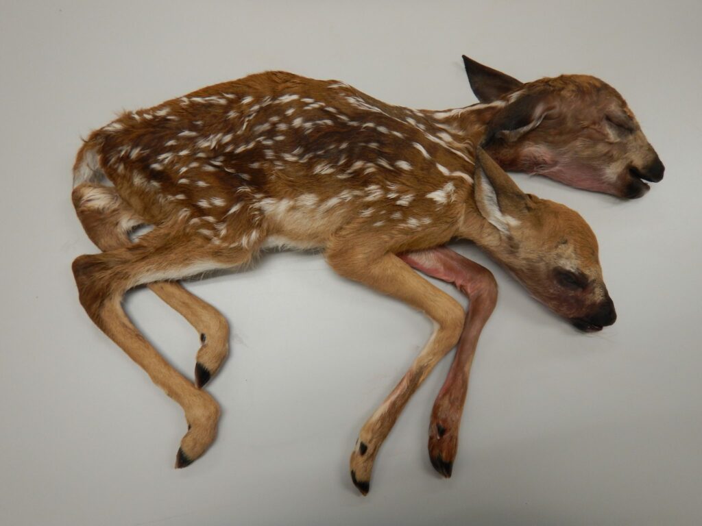 Minnesota: kalf van witstaarthert met twee hoofdjes geboren