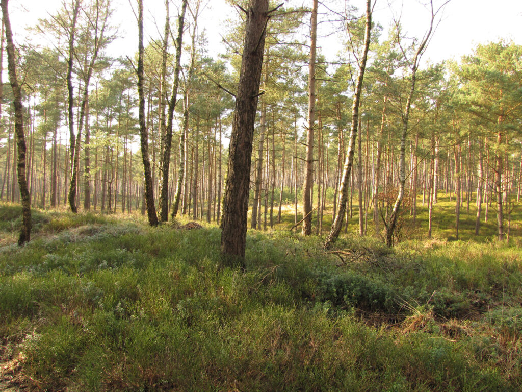 Steenmarters met hondenziekte in België