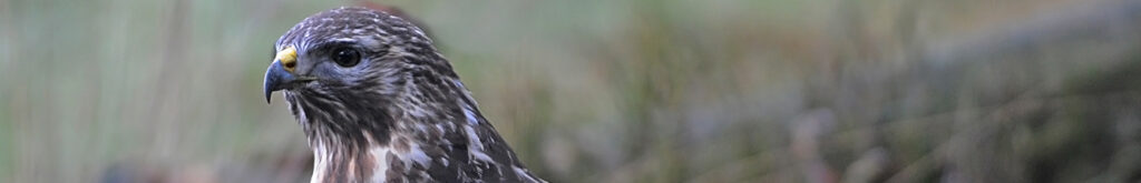 Buizerds Broekpolder dood door parasitaire infectie