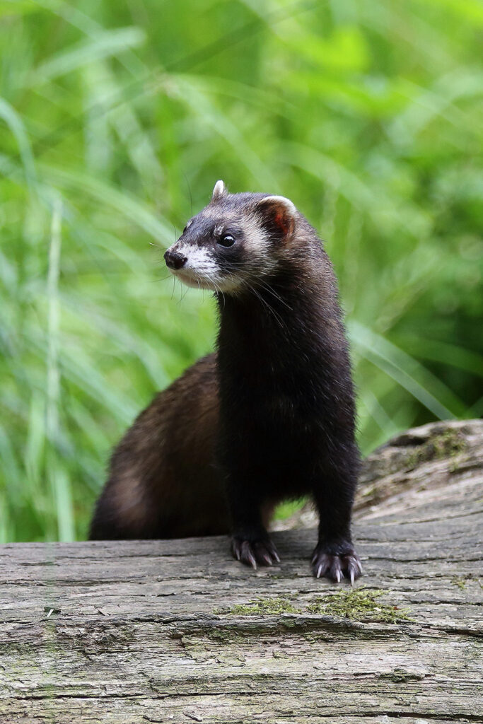 Bunzing en vossen besmet met vogelgriep