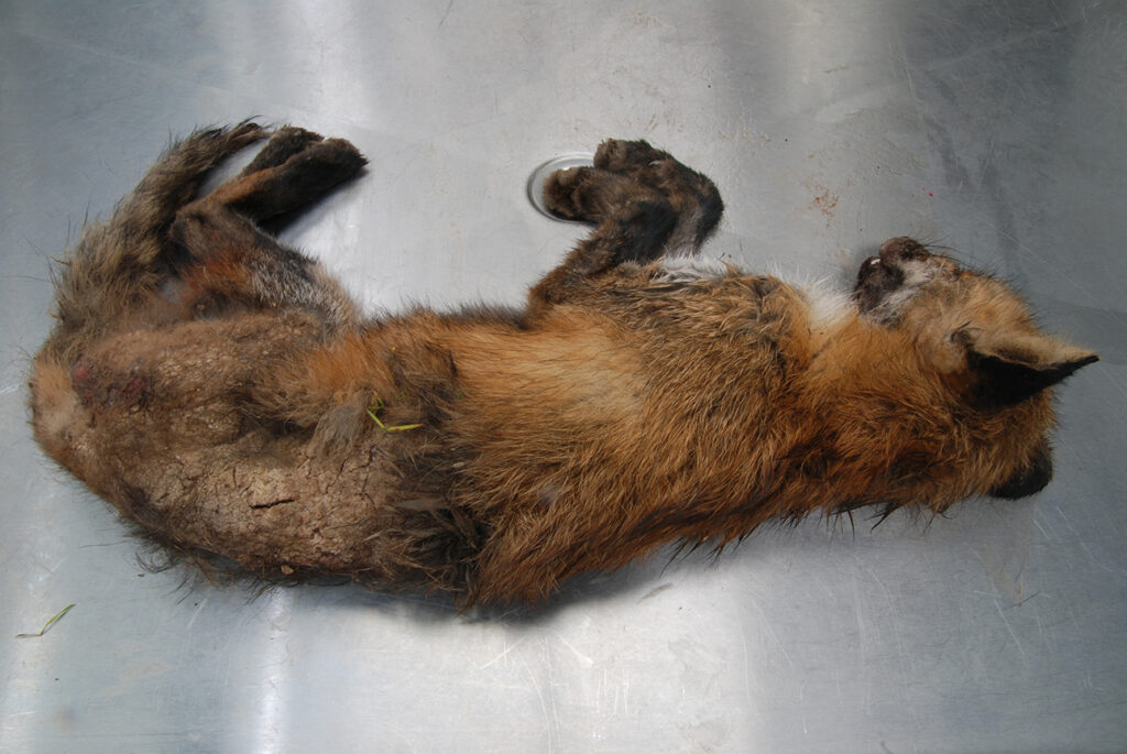 Opnieuw is bij een vos uit Limburg scabiës-schurft vastgesteld