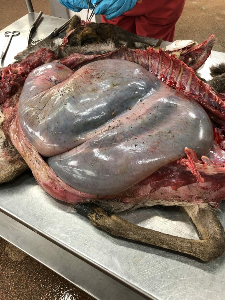 Kalfjes worden reegeit fataal