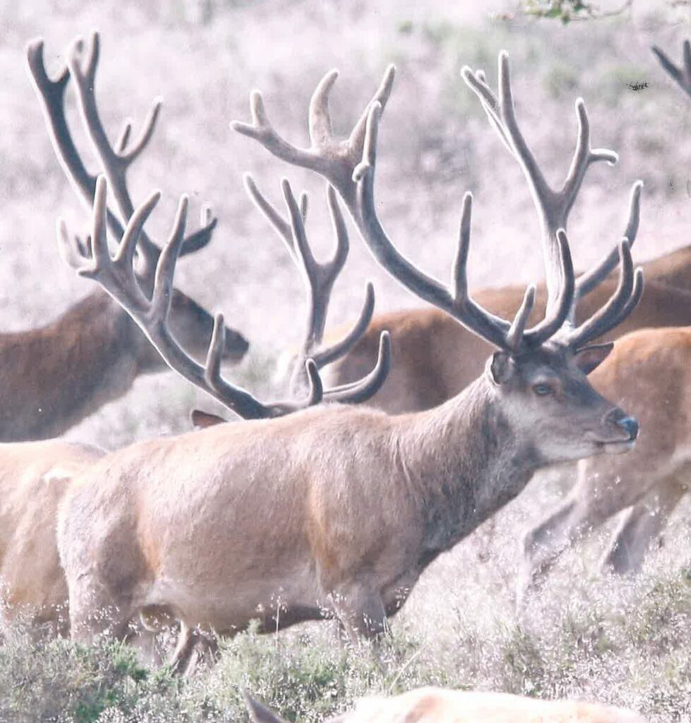 Edelhert met huidafwijking