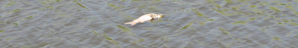 Massale vissterfte in Yellowstone rivier