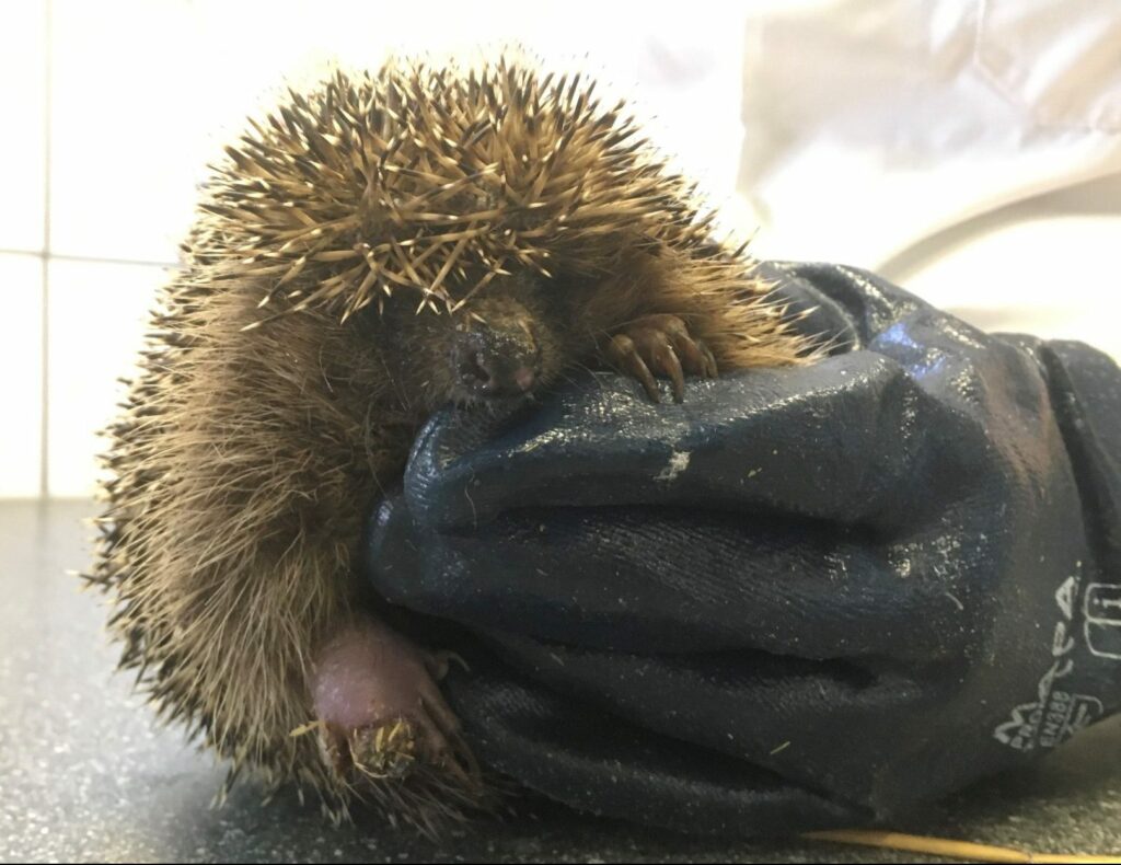 Egel onderzoek: update februari 2021