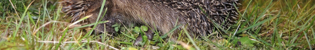 Update egelonderzoek 24 juni 2020