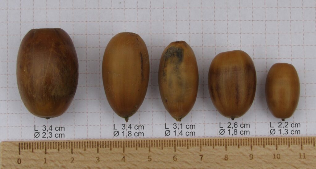 Doodsoorzaak: een eikel!