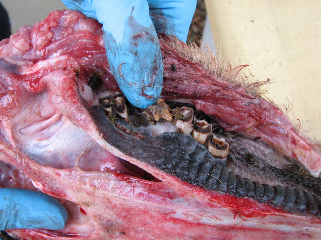 Slecht gebit werd ree fataal