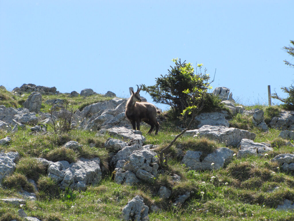 Oorzaak sterfte onder gemzen (Rupicapra rupicapra) in de Oostenrijkse Alpen (2010)