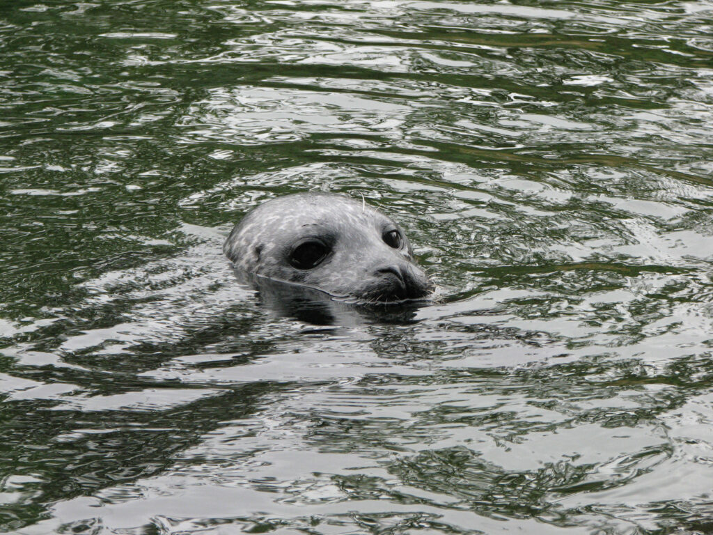Verhoogde sterfte onder zeehonden ook in Nederland