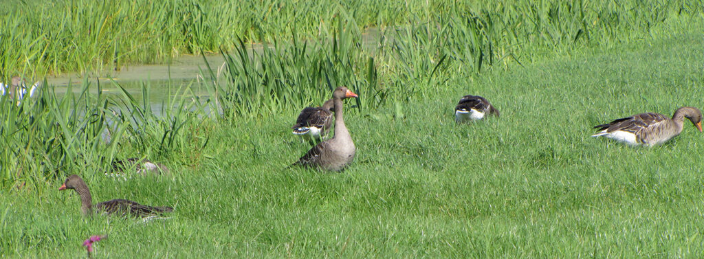 Vogelgriep virus surveillance