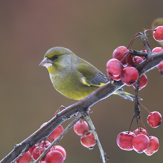 Vier verschillende ziekten gevonden als doodsoorzaak bij groenlingen