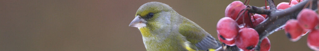 De groenling: speerpuntdier DWHC 2016