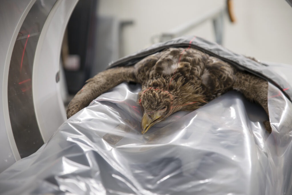 Primeur: zeearend in CT-scan