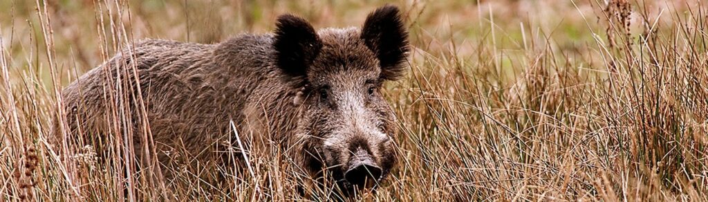 Resultaten onderzoek Brucella bij wilde zwijnen