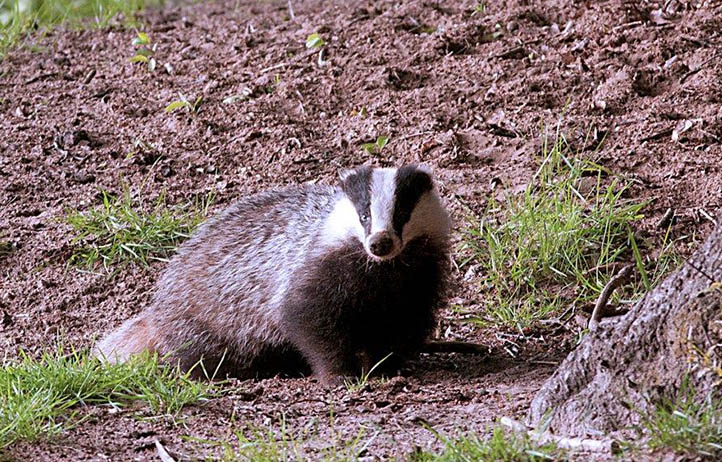 Geen aanwijzing voor TBC bij dassen in Nederland