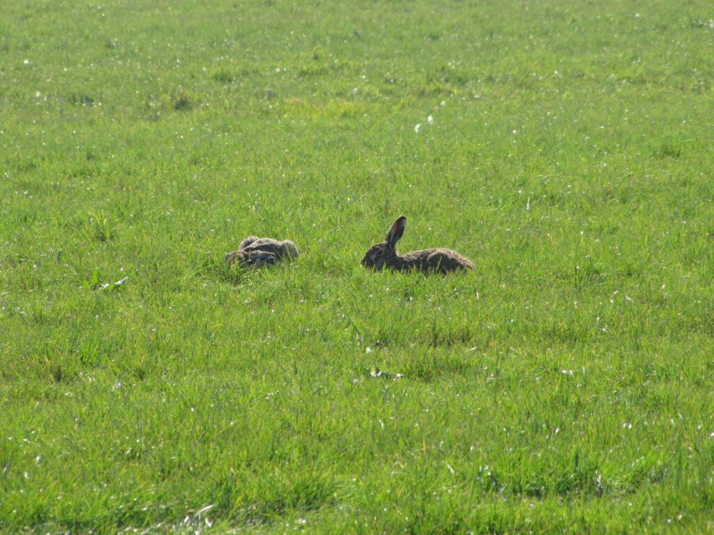 Opnieuw hazenpest (tularemie) in Friesland