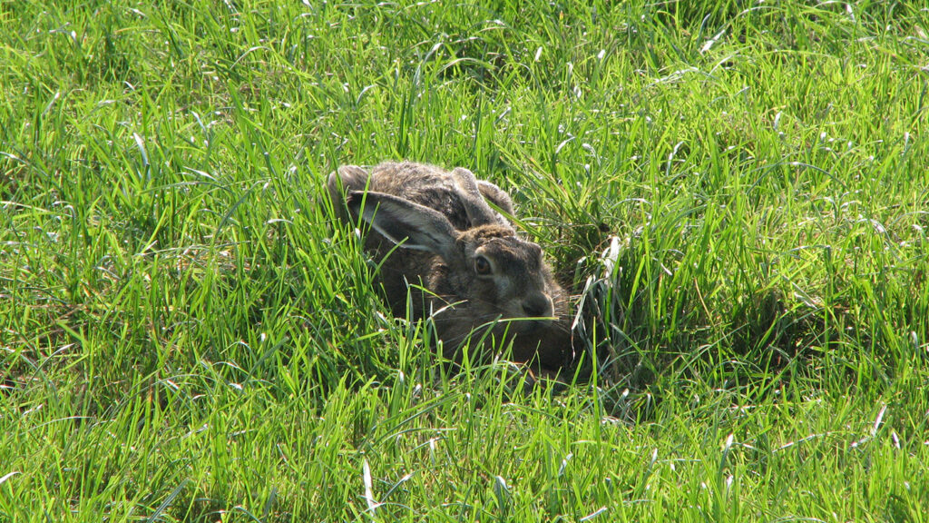 Tularemie nu ook vastgesteld bij haas in Utrecht