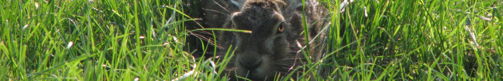 Hazen en RHDV-2  in Frankrijk