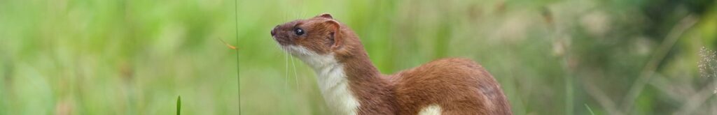 Wezel en hermelijn: tussenbericht DWHC speerpuntdieren 2017