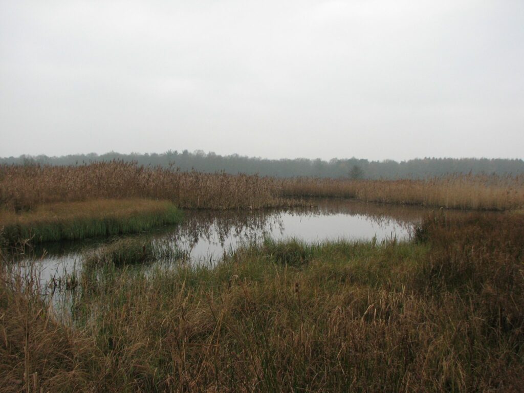 Denemarken: Vogelgriep vastgesteld bij zeearend.