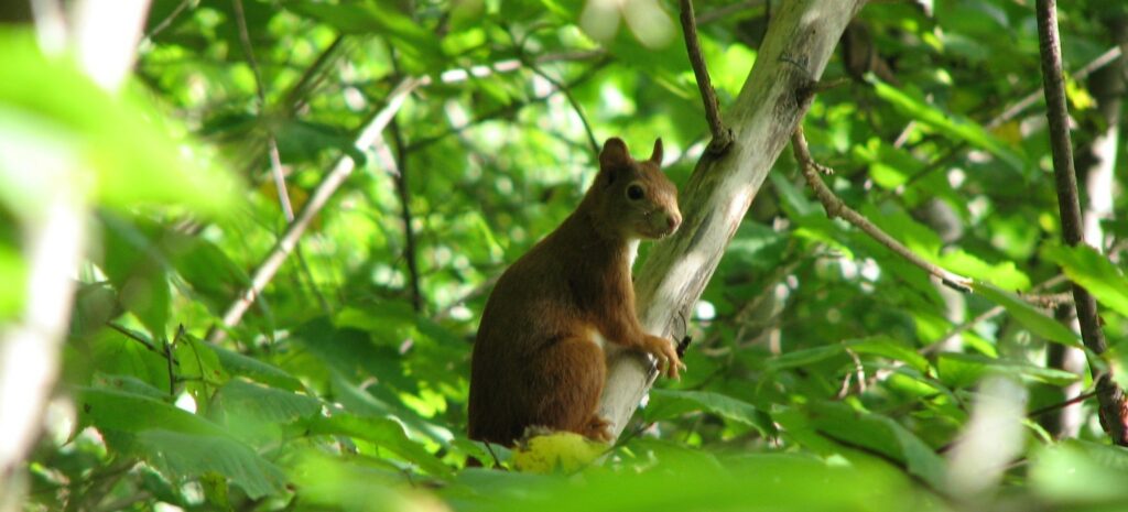 Sterfte onder eekhoorns lastig te verklaren.